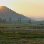 The Paddy Fields of Satun