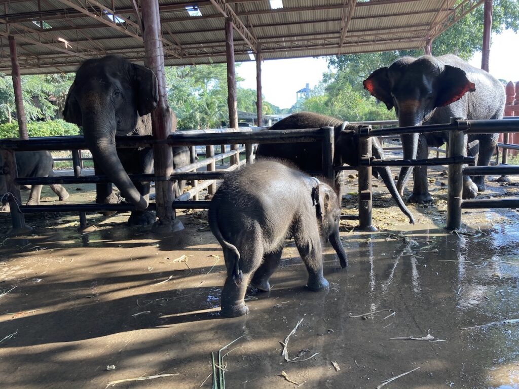 Wang Chang Lae Phaniat-Ayutthaya