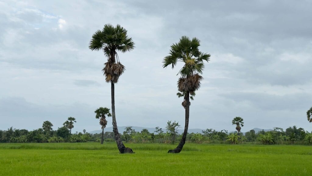 Exploring the Iconic Tung Na (Rice Fields) and Dong Tan (Sugar Palm Groves) of Phetchaburi