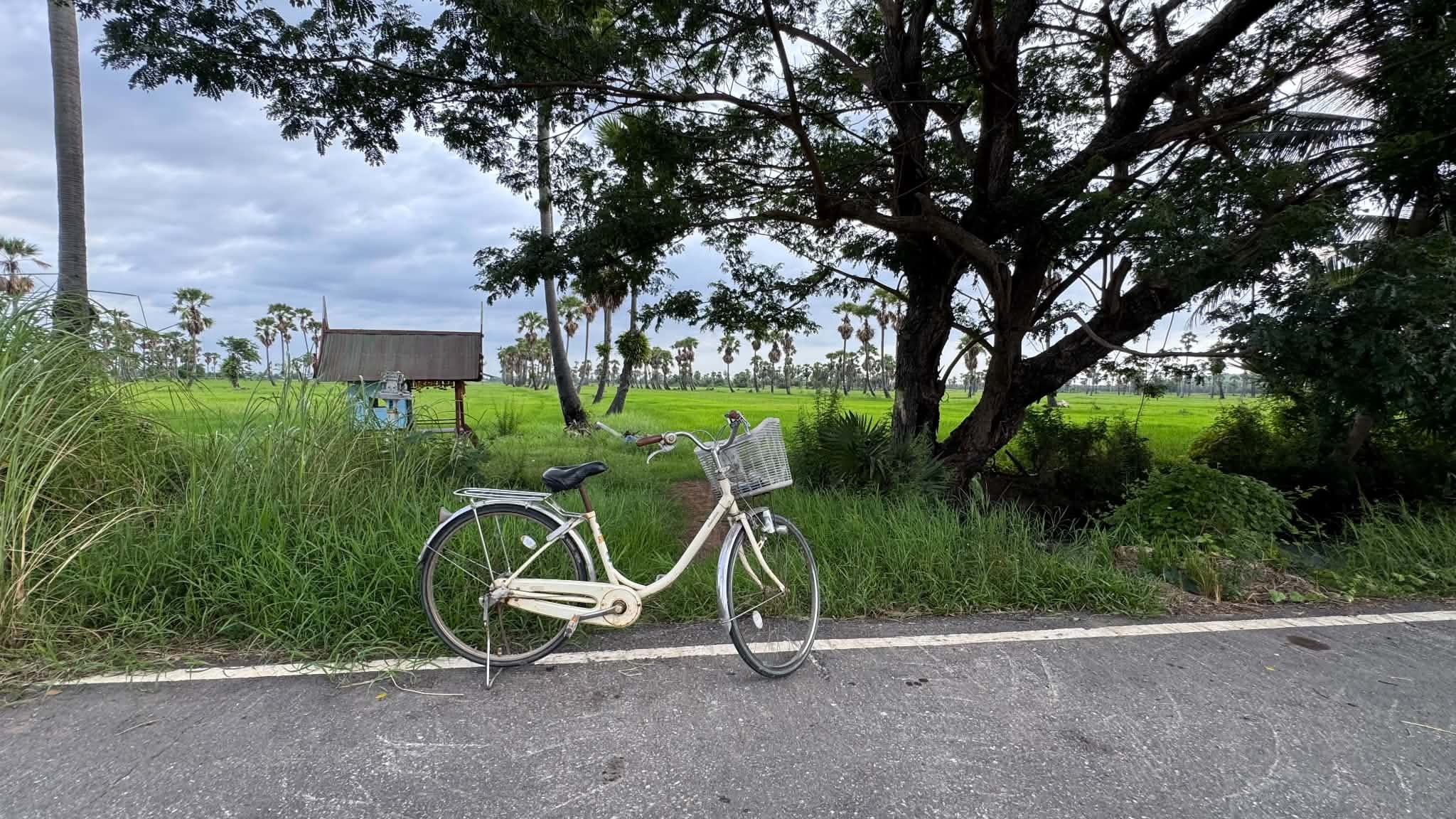 Exploring the Iconic Tung Na (Rice Fields) and Dong Tan (Sugar Palm Groves) of Phetchaburi
