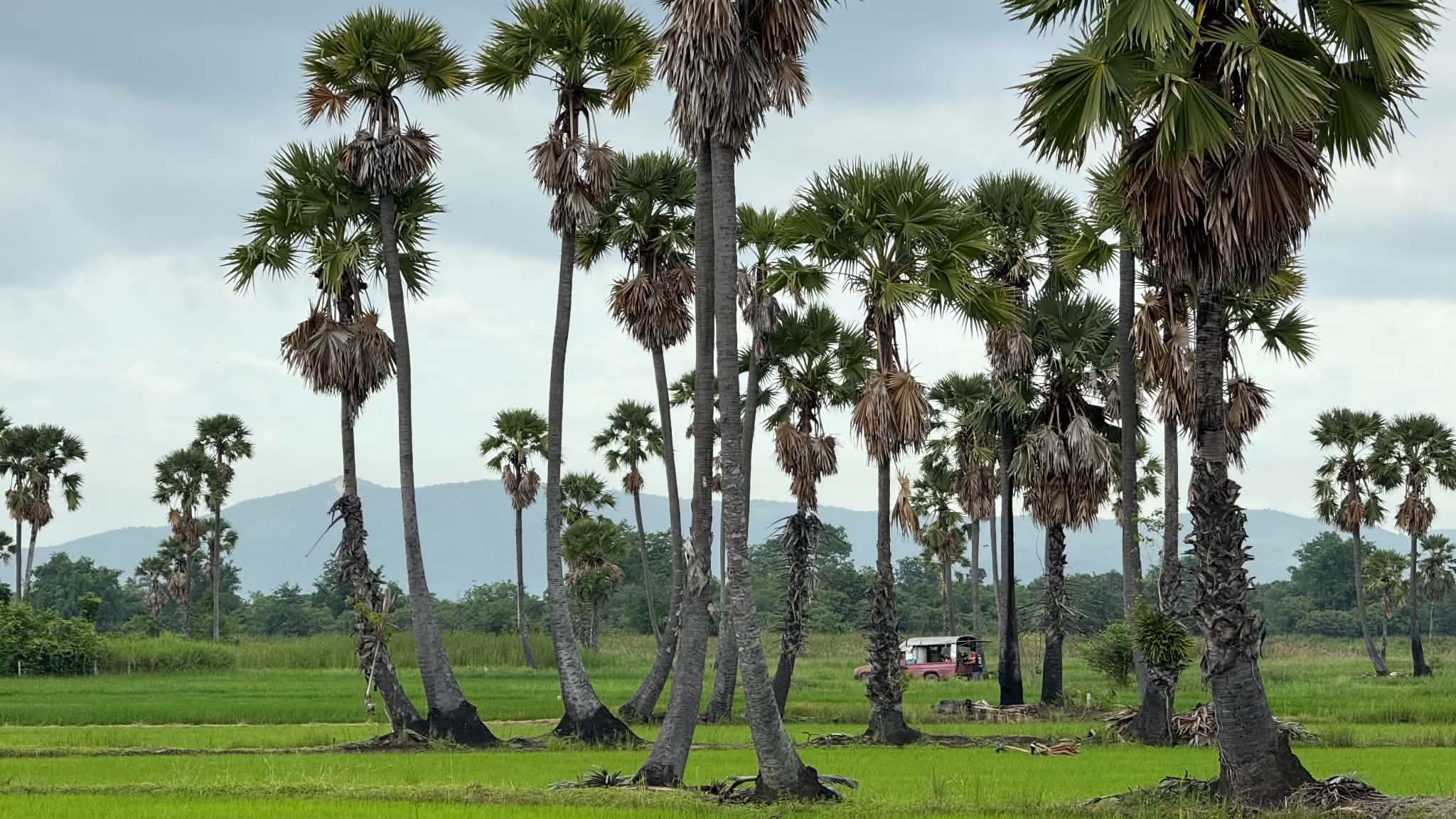 Exploring the Iconic Tung Na (Rice Fields) and Dong Tan (Sugar Palm Groves) of Phetchaburi