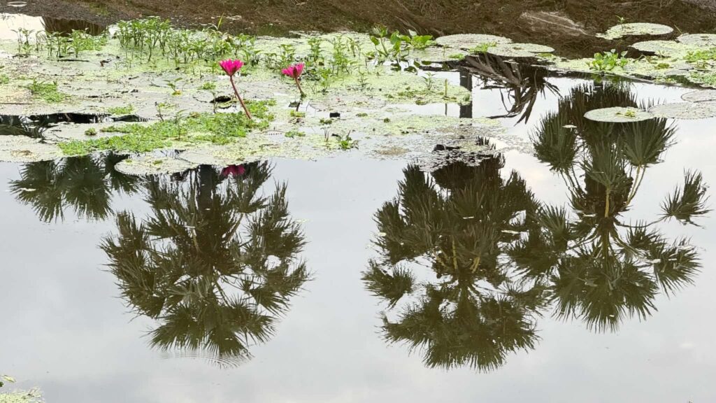 Exploring the Iconic Tung Na (Rice Fields) and Dong Tan (Sugar Palm Groves) of Phetchaburi