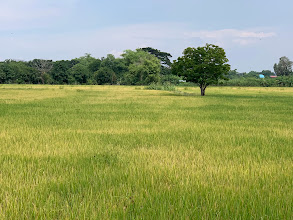 Rice Fields and Palmyra Palm Groves Along the Way to Wat Song Phi Nong (Abandoned Temple), Pathum Thani