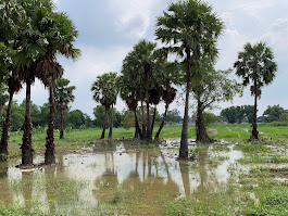 Rice Fields and Palmyra Palm Groves Along the Way to Wat Song Phi Nong (Abandoned Temple), Pathum Thani