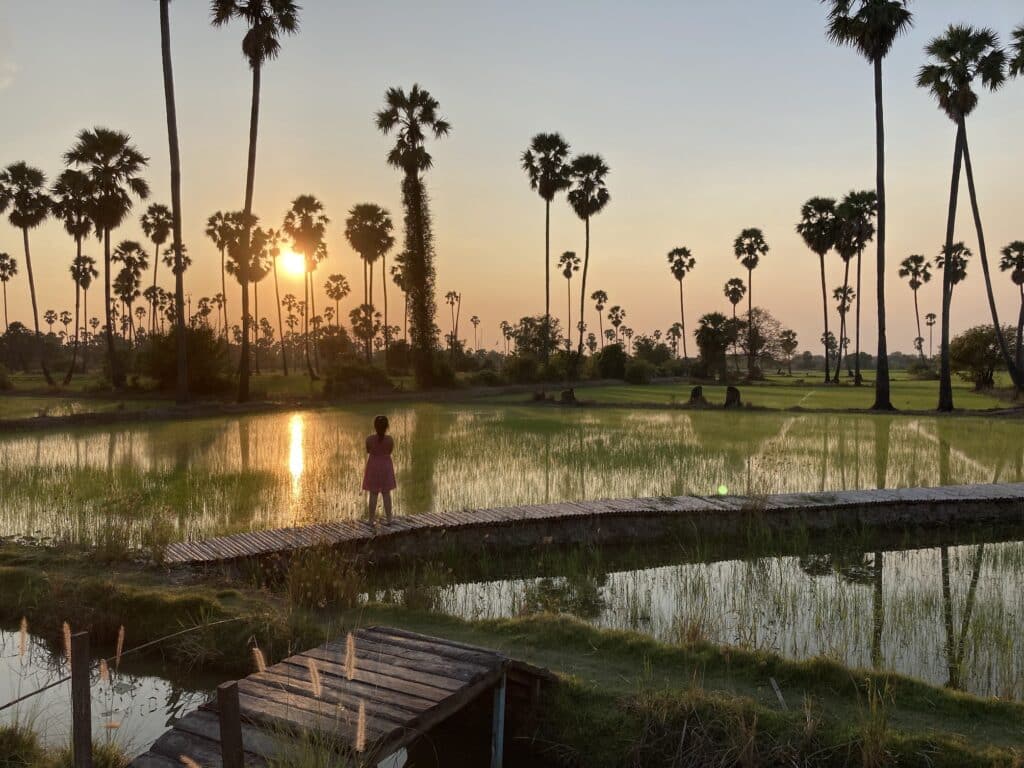 Rice Fields and Palmyra Palm Groves Along the Way to Wat Song Phi Nong (Abandoned Temple), Pathum Thani